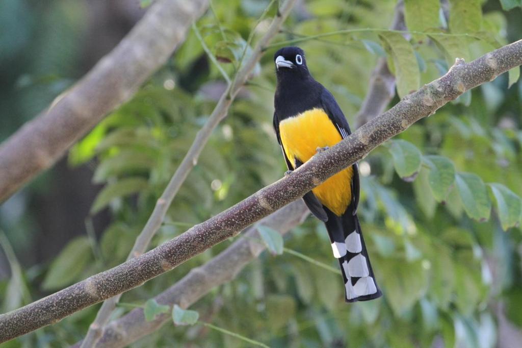 Här fanns många arter trogoner att titta på, som denna svarthuvade. Foto: Hasse Andersson Artlista fåglar Belize 1 Great Tinamou Tinamus major percautus 1 hörd Slate Creek Lookout 14.