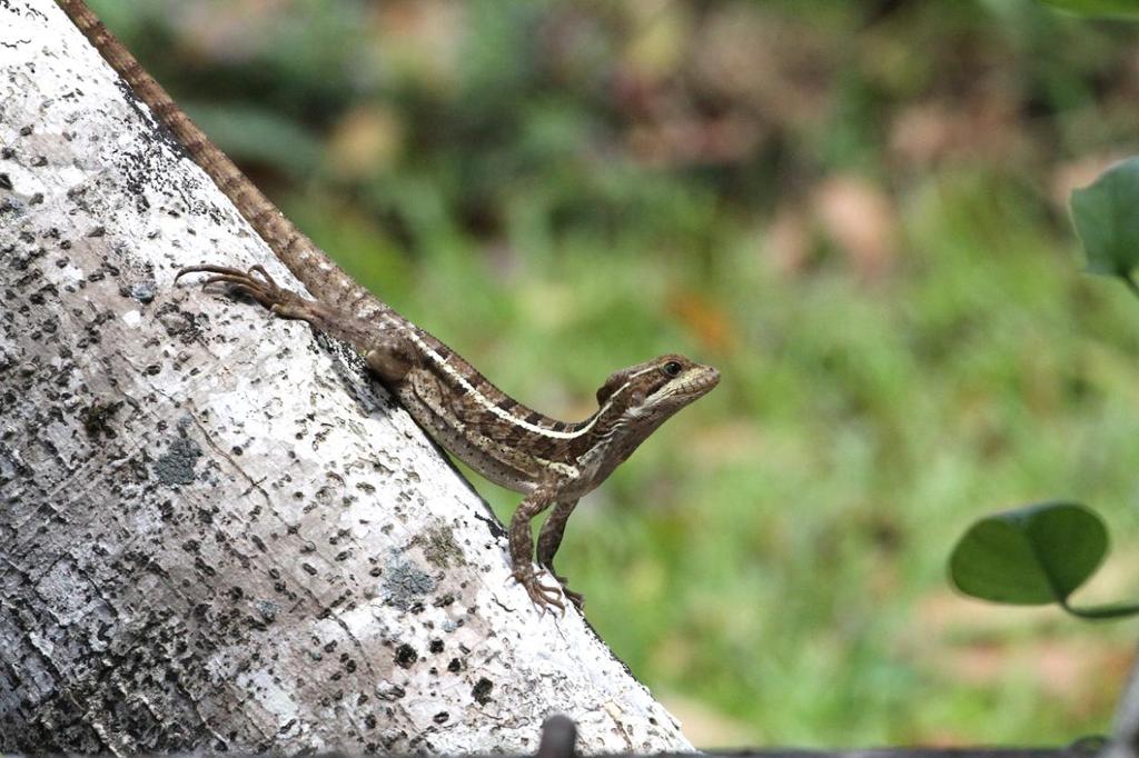 Randig basilisk är ödlan som kan springa på vattnet. Foto Hasse Andersson. Reptiler Belize 1 Meso-American Slider Trachemys venusta 1 Crooked Tree Wildlife Sanctuary 10.