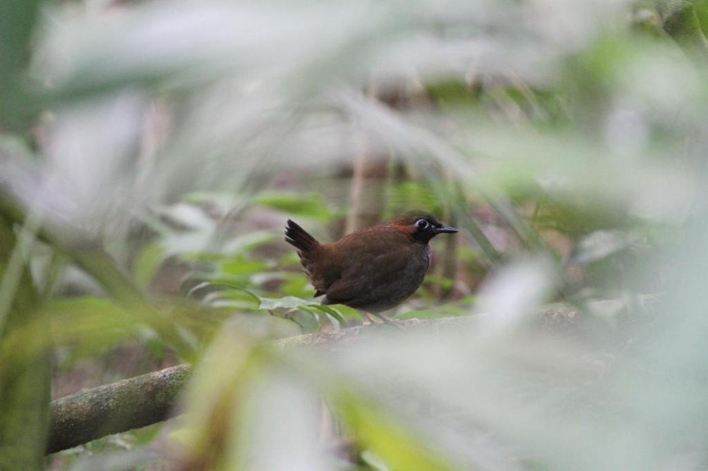 Mayan Antthrush, Tikal. Foto: Hasse Andersson Fåglar Guatemala 1 Great Tinamou Tinamus major percautus 1 hörd Tikal NP 15.3 och 1 hörd Tikal NP 16.