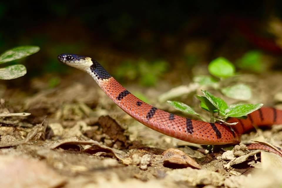 Redback Coffee Snake,