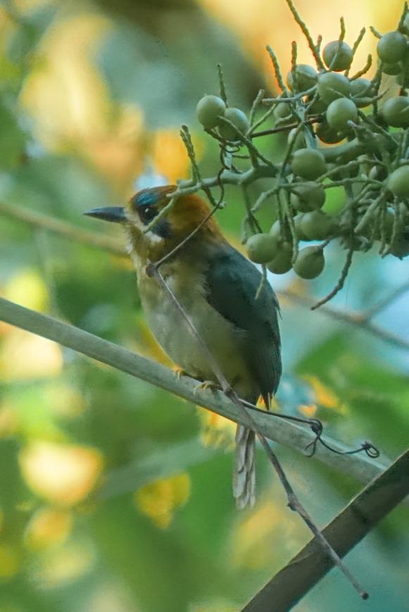 visade sig till slut. Framme vid templet var det gott om myror och då också ant-birds i olika former: Tawnywinged, Northern Barred och Ivory-billed Woodcreeper. Hooded Warbler sågs öppet.