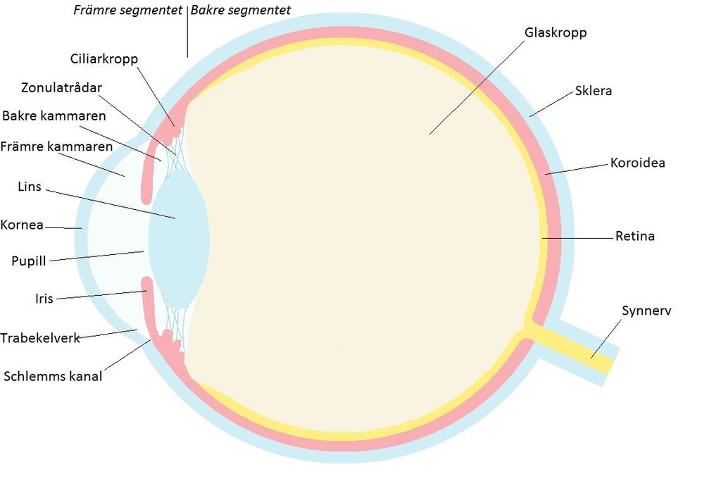 pseudoexfoliationer som riskfaktor för öppenvinkelglaukom beror på den intraokulära tryckstegringen som följer och misstänks orsakas av obstruerat avflöde av kammarvätska (Ekström, 2012). Bild 1.