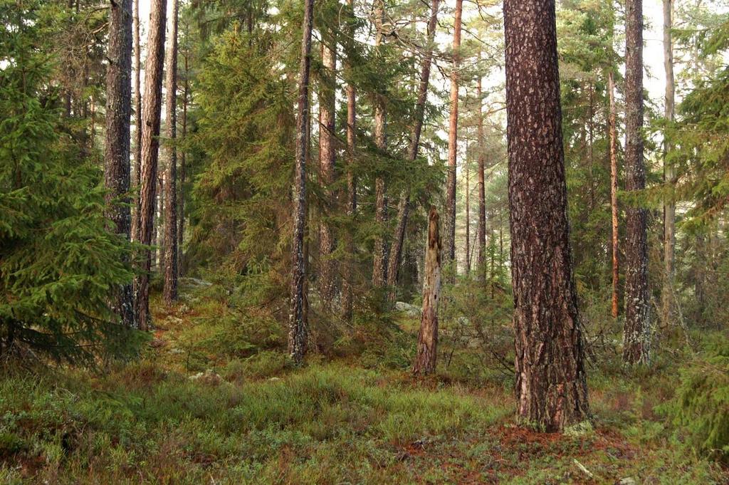 Åtgärder Skapande av mindre mängder tallved i grupper, under planperioden begränsat till ett 10- tal grupper om 5-6 träd per grupp (sammanlagt ca 60 träd under en 10-års period eller ca 4 träd/ha).