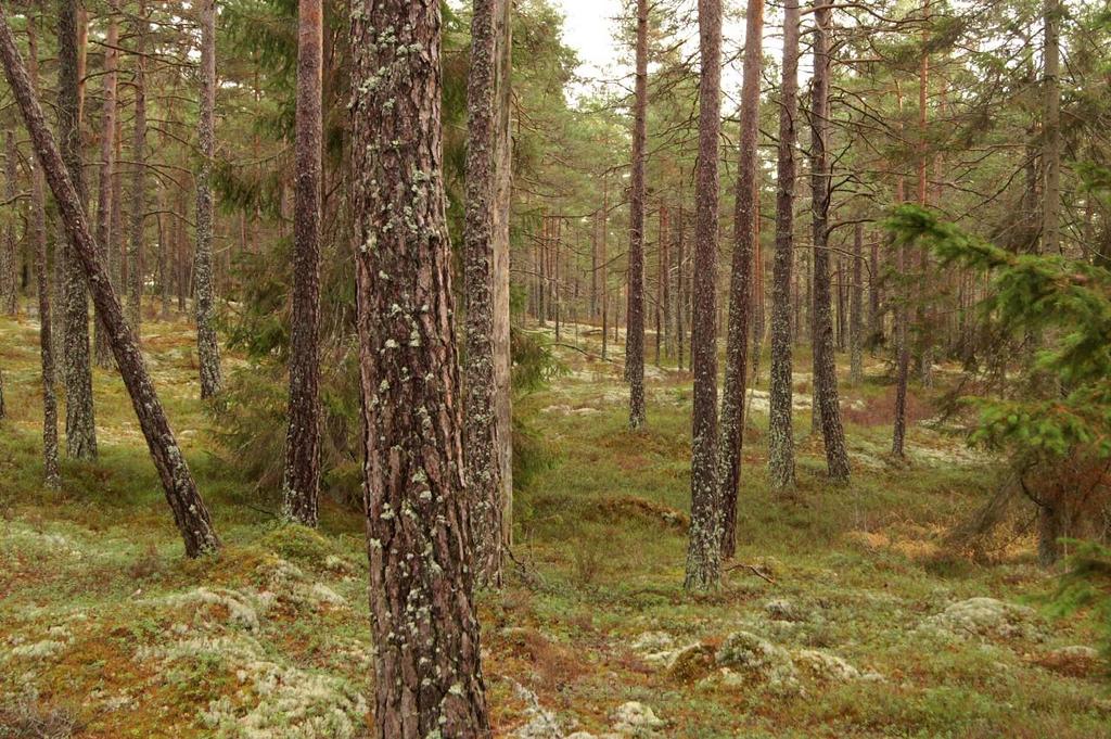 I en gammal stormlucka vid västra gränsen, norr om ledningsgatan, kan en del framtidstallar friställas samt unglöv gynnas som en engångsåtgärd.