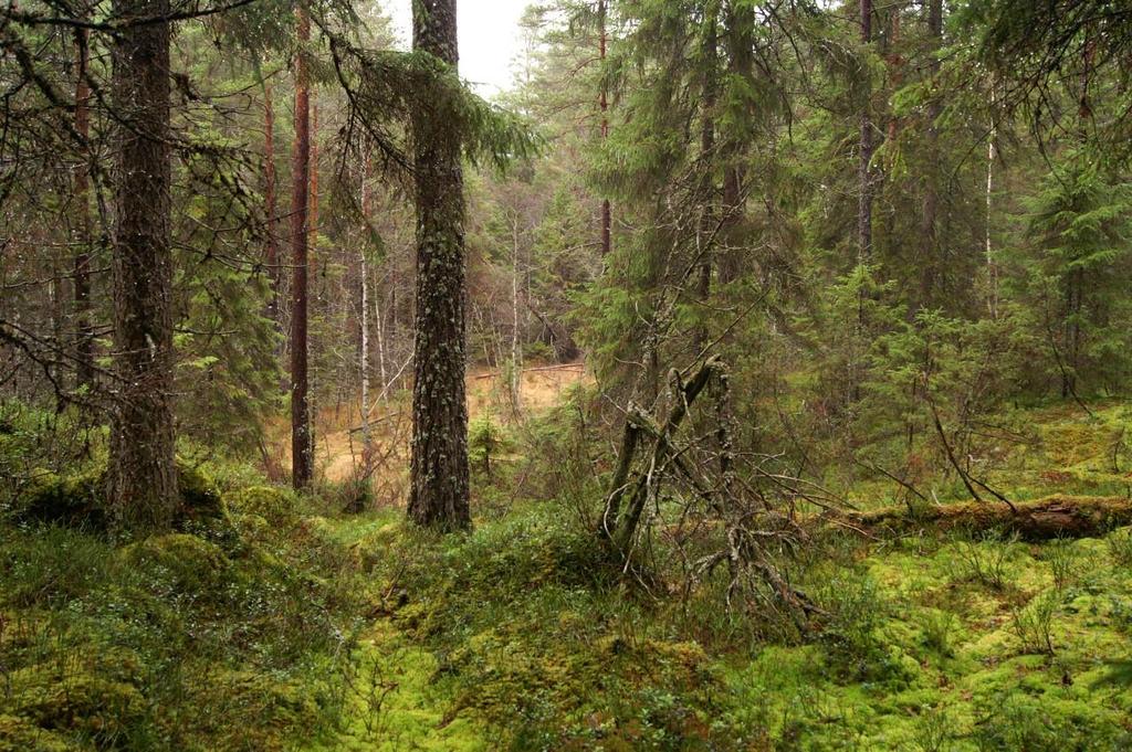 2.1.2 Barrblandskogen Areal: 3,2 ha Naturtyp enligt Natura 2000: 9010 Målnaturtyp: 9010 Beskrivning I sprickdalen söder om Trangölen finns ett parti äldre granpräglad skog och även en serie örtrika