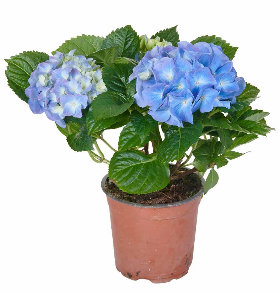 Fira mors dag på söndag