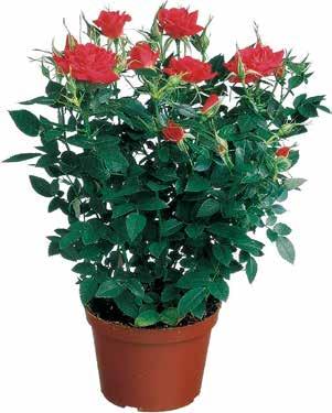 Blommor.