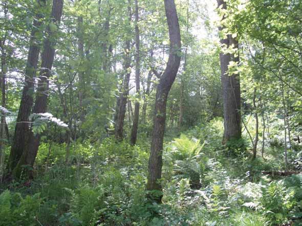 15. Alskog Naturvärdesklass 3 Naturvärde Naturvärden: Naturvärden är knutna till det äldre, olikåldriga trädskiktet av al och självgallringen som sker i området (figur 3).
