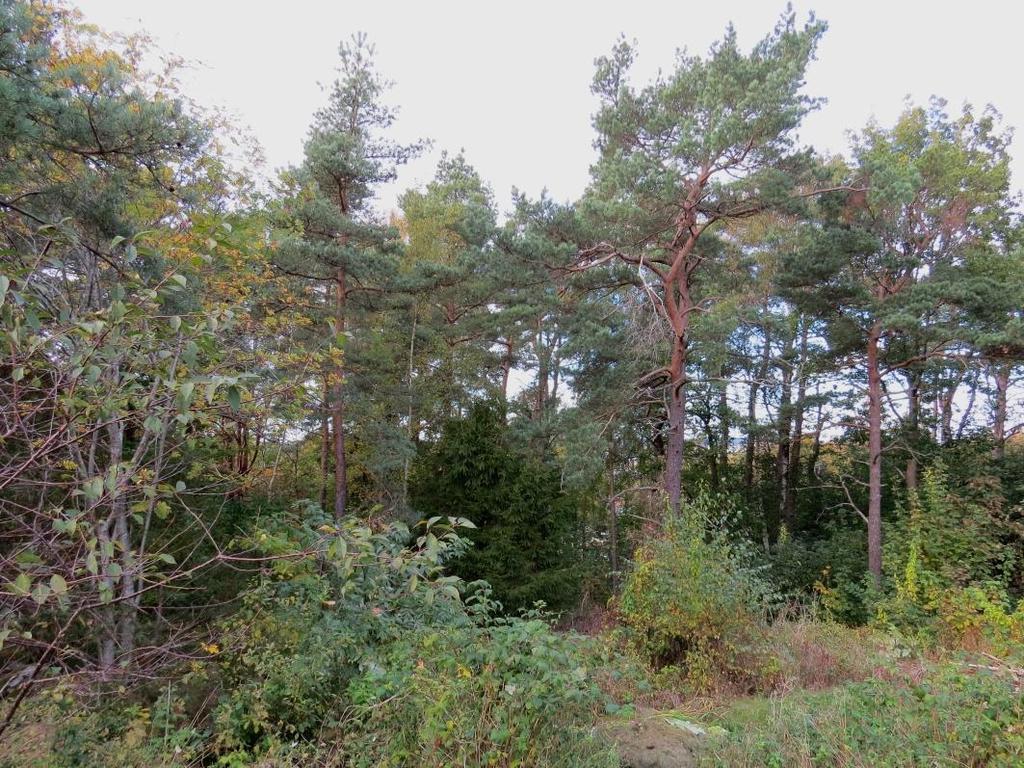 EnviroPlanning AB Lilla Bommen 5C, 411 04 Göteborg Besöksadress Lilla Bommen 5C
