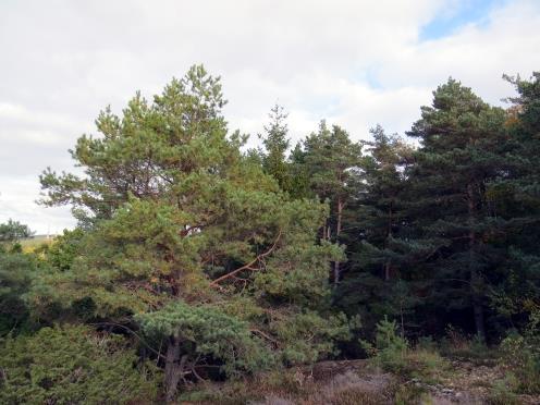 fragmenteringen högst sannolikt inte påverkar någon isolerad lokal population av långörad- eller Brandts fladdermus.