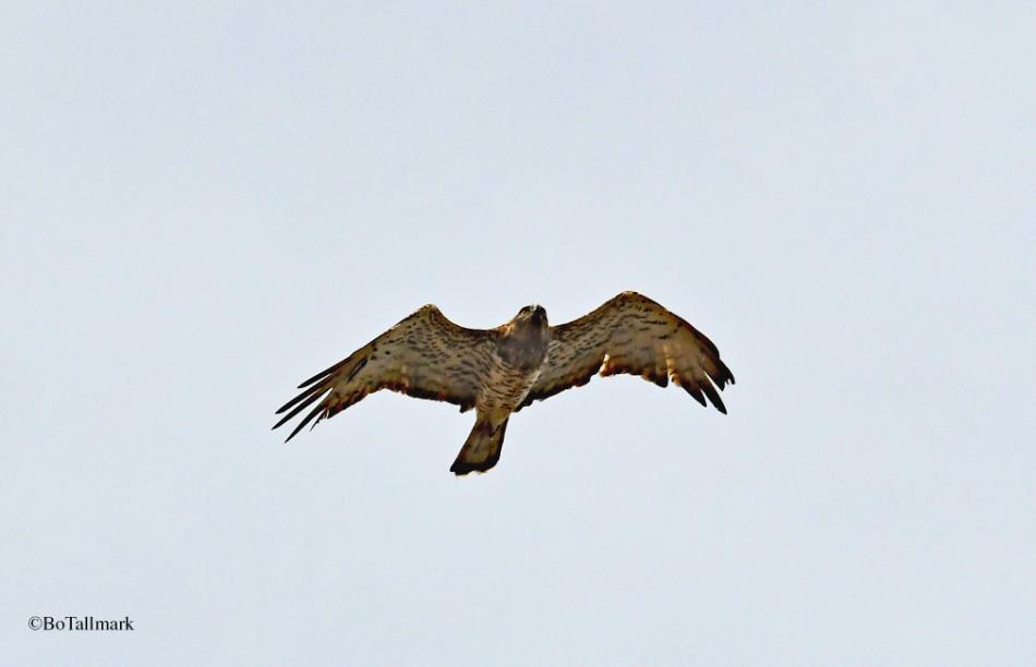 37 Gåsgam Gyps fulvus fulvus 2 längs vägen 10.9, 25 Ronda 10.9, 300 Grazalema 11.9, 4 Tarifa 12.9, 3 La Janda 12.9, 50 Bolonia 13.9 och 6 längs vägen 15.9 38 Ormörn Circaetus gallicus 2 Grazalema 11.