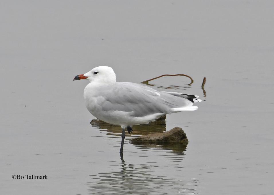57 Svartbent strandpipare Charadrius alexandrinus alexandrinus 1 Guadalhorce 8.9, 15 Marismas de Barbate 14.9 och 2 Parque Natural Del Estrecho 15.