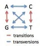 Heterozygosity Allele frequency spectrum of