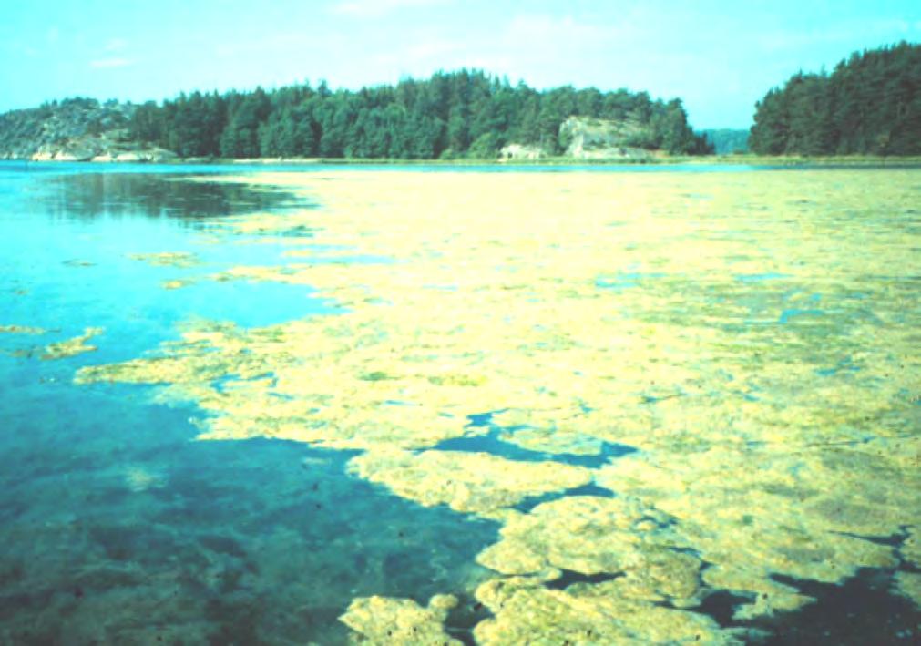 algtäckta
