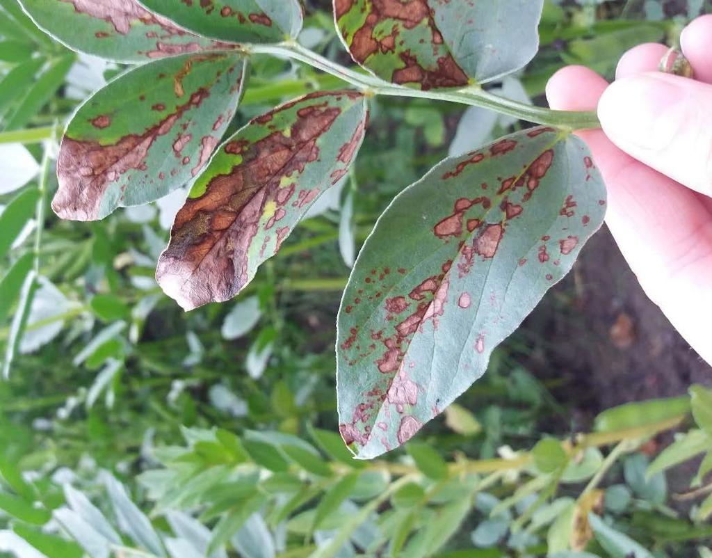 Fakulteten för naturresurser och jordbruksvetenskap Sjukdomar hos åkerböna Biologi, symptom, skadeverkan och åtgärder Diseases in faba beans Biology, symptoms, damage and