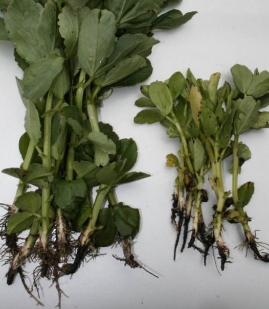 3.7.2. Symptom Generellt för rotrötor gäller att plantans rötter mörknar och ruttnar. Plantans rötter förstörs av svamparna men vid svaga angrepp är det inte alltid symptom ovan jord går att se.