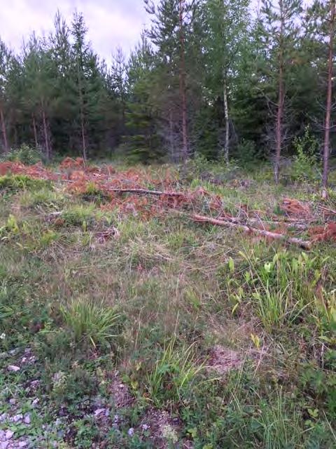 Röjningsrester läggs i högar på ytor som inte har fin ängsflora. Gamla röjningsrester samlas ihop och läggs i högar (prio 1).