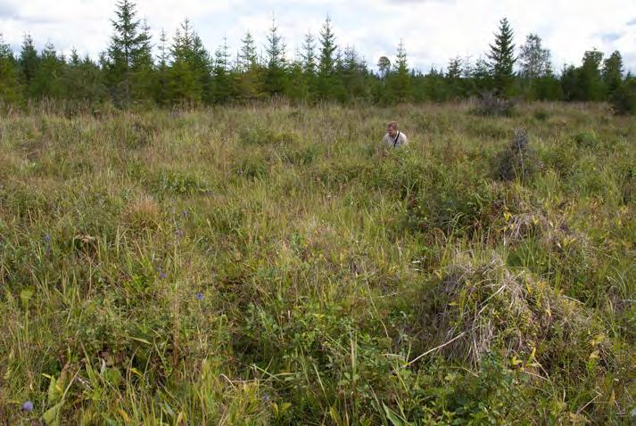 inslag av fuktig mark med ängsvädd. Flera spinn av väddnätfjäril påträffades här år 2014.