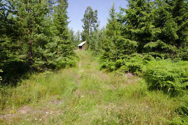 På vändplanen har flera spinn av väddnätfjäril registrerats de senare åren.