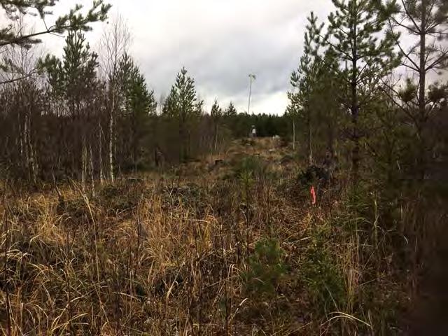 Marken är bitvis öppen och bitvis mer tätbevuxen med träd. Mål Öppen mark med fin ängsflora. Trädskikt av enstaka ek och rönn. Livsmiljö för hotade arter som väddnätfjäril.