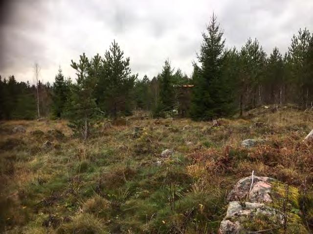 Där det är tätare bestånd läggs riset i högar som eldas upp om möjligt. Röjning görs höst 2018. Rönn och ek sparas. Röjningen återupprepas 2019 och därefter med tre fem års mellanrum.