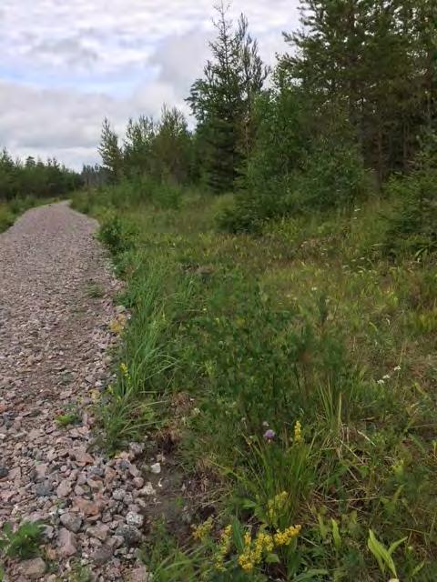 De hotade arterna väddnätfjäril och tidig fältgentiana finns längs vägen liksom flera rödlistade arter av bastardsvärmare samt kattunvisslare och slåtterfibbla.