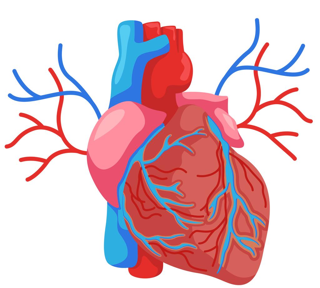 fractalkinesystemet ökar inflammation i hjärtkärlvävnaden och risken att dö efter infarkt.