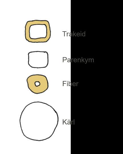 fördelningen av cellerna ser ut. En principiell skiss för de olika typer av cellerna, i tvärsnitt, visas i figur 3.