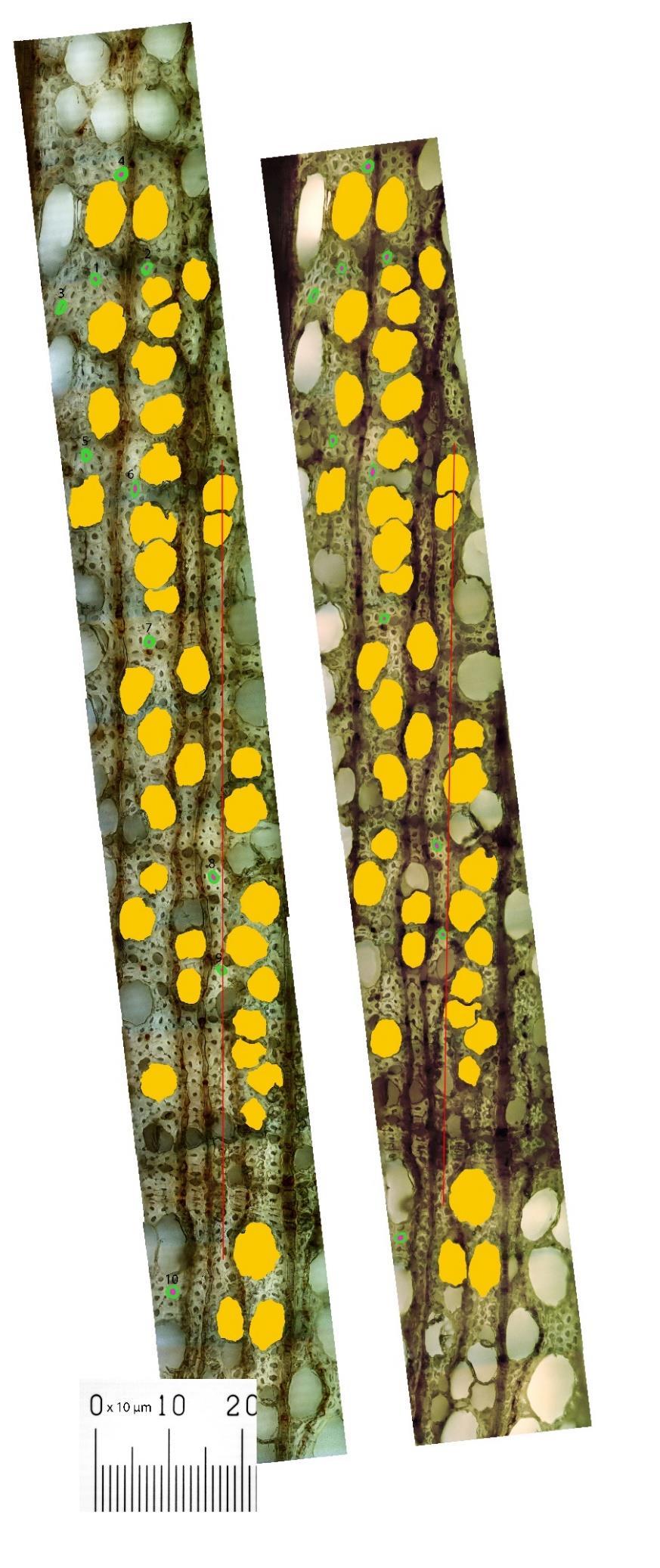 Bilder av bok (Fagus sylvatica) 400