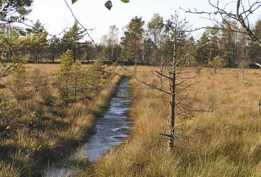 Huvuddelen av de 400 000 hektar som tagits ur produktion är antagligen beskogad idag.