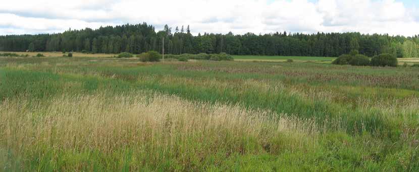 Målet med restaureringen är alltså inte att återskapa exakt samma förhållanden som innan dikningen, utan att återskapa de förutsättningar och processer som behövs för att den ursprungliga naturtypen