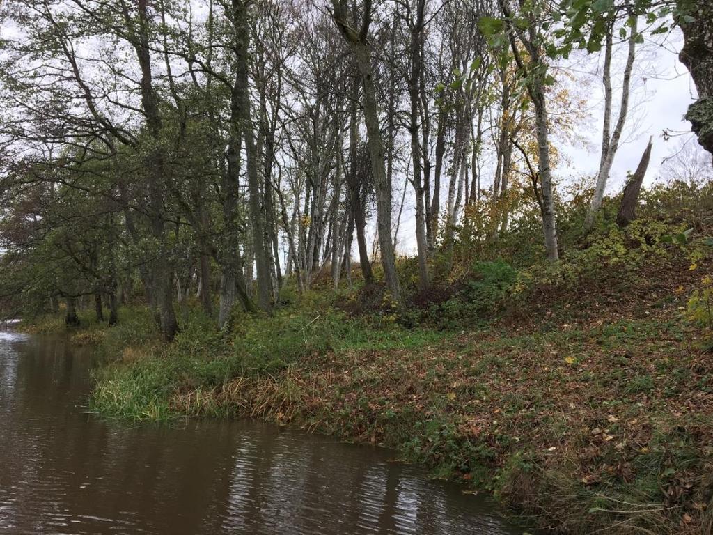 Vy över slänt från Nossan mot planområdet. Höjdskillnaden mellan Nossans vattenyta och befintlig marknivå uppgår till ca 3-4 meter.