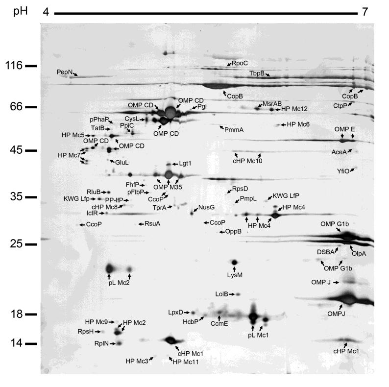 major spots of our 2D-gel it clearly illustrated that the main constituents of the vesicles were OMPs (Figure 4).