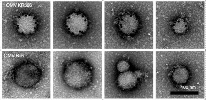 However, OMV can also modulate the immune response of these cells through binding of UspA1 on the vesicle surface. It has previously been shown that M.