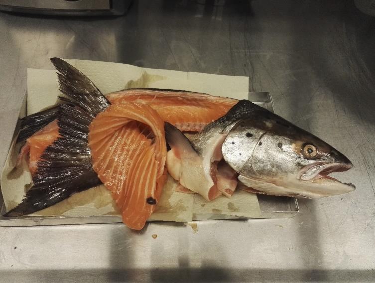 Vidare fann vi att mycket slakteriavfall (80%) tillsammans med en liten mängd grisgödsel (10%) och makroalger (10%) producerade även bra med metangas, totala ackumulerade BMP uppgick till på 626