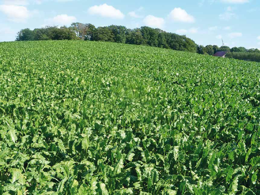 52 Väntans tider i 5T Robert Olsson, NBR Nordic Beet Research Vacker vy från den 13 augusti på Valterslund på Österlen. Den 10 och 13 augusti gjorde jag en rundtur till alla 5Tgårdar. Det såg bra ut.