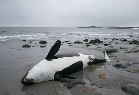 Havet längs Nordnorges kust må sjuda av liv, men det kräver också sina offer. Här en strandad späckhuggare.