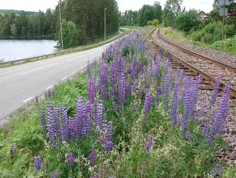 Bekämpning Lupin Skötsel Utpekade sträckor Blomsterlupin ska bekämpas två gånger per år, 20/5-5/6 och 1/8-15/8, genom att grävas/ryckas upp med rötterna.