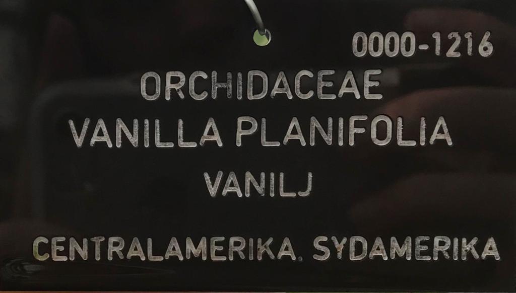 Botaniska trädgården östra del Idag ska du få undersöka de olika rummen i den östra delen av Botaniska Trädgårdens växthus.