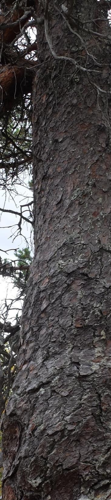 Natur kan inte skapas av människan EK bygger på felsynen att förstörd natur kan ersättas med skapad natur; utbyte ger alltid värdeförlust Stark version: naturliga objekt är strikt talat oersättliga;