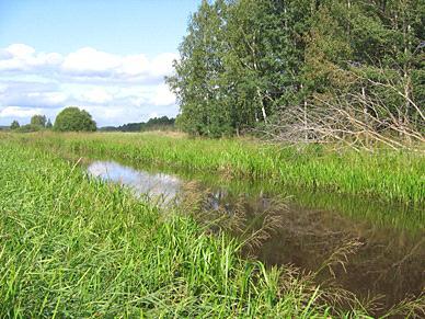 145. Kilsån, Björklunda Län: 19 Västmanland Beskuggning: saknas Koordinater: 6659895/1544715 Datum: 2008-08-28 Vattenhastighet: lugnt Provtagningsmetodik: SS-EN 13946 Grumlighet: mycket grumligt