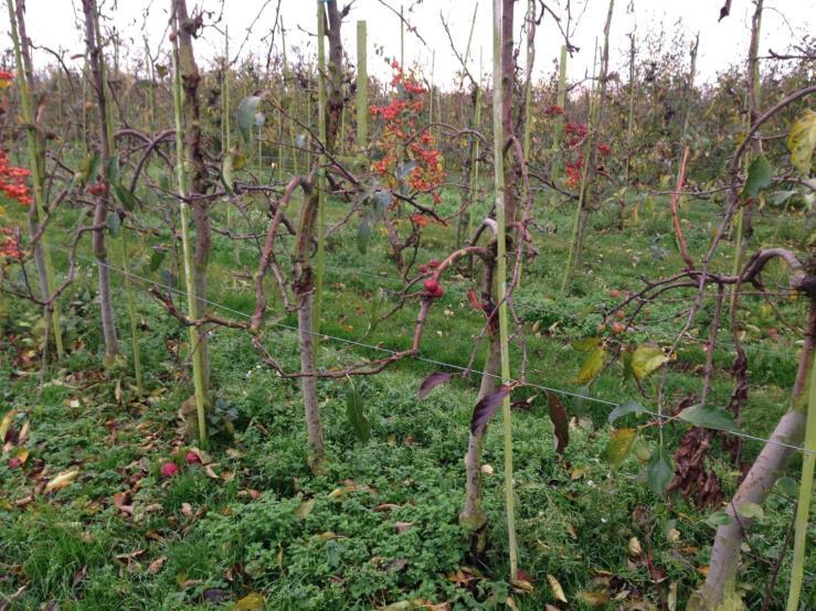 Fruktträdskräfta är numera den allvarligaste sjukdomen som hotar äppleproduktionen i Sverige och andra