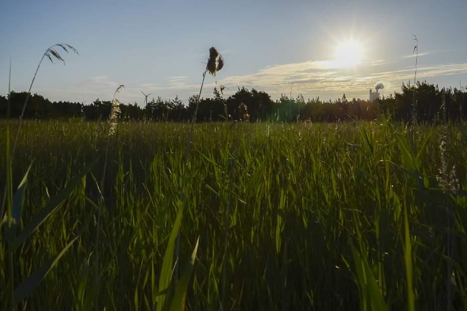 8 Delområde nordost hade minst variation av alla i undersökningen. Det bestod av en obrutet, rak strandlinje av vass utan berikande inslag för fågellivet.
