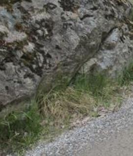 Förslag på åtgärder för att minska påverkan: Med nuvarande utformning krävs bergsprängning i ett orört berg i Vinkelvägens