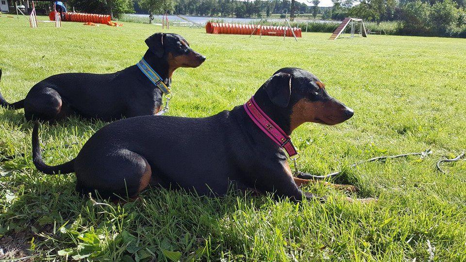 VILTSPÅRS KM / #COMPETINGPINSCHER /