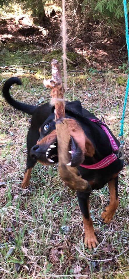 Öppenklass med chans på klubbmästare titeln: Svensk Pinscher