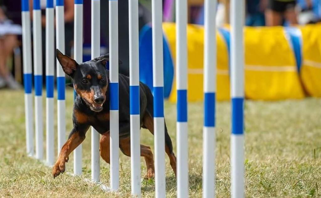 Hunden behöver 4 kvalresultat i hoppklass och 4 i agilityklass för att få lov att delta på SM. Detta uppnås genom att placera sig bland dom 15% bästa på resultatlistan av samtliga starter.
