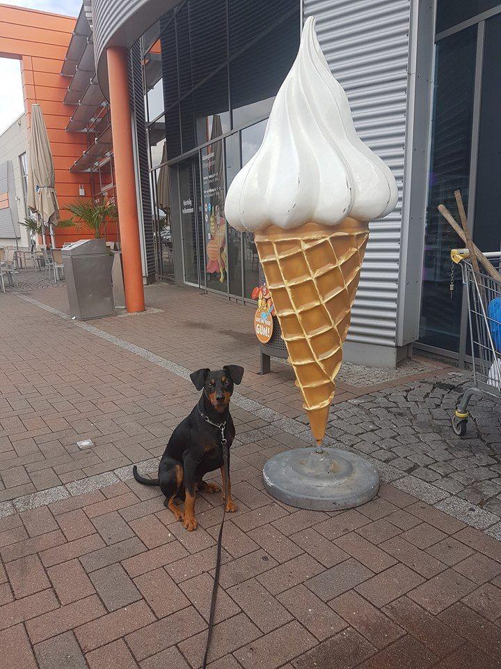 TÄNK PÅ VÄRMEN I SOMMAR! Nu kommer sommar och sol och allt det där vi njuter av, finns väl inget bättre än en solfläck att sova i sa Pinschern?