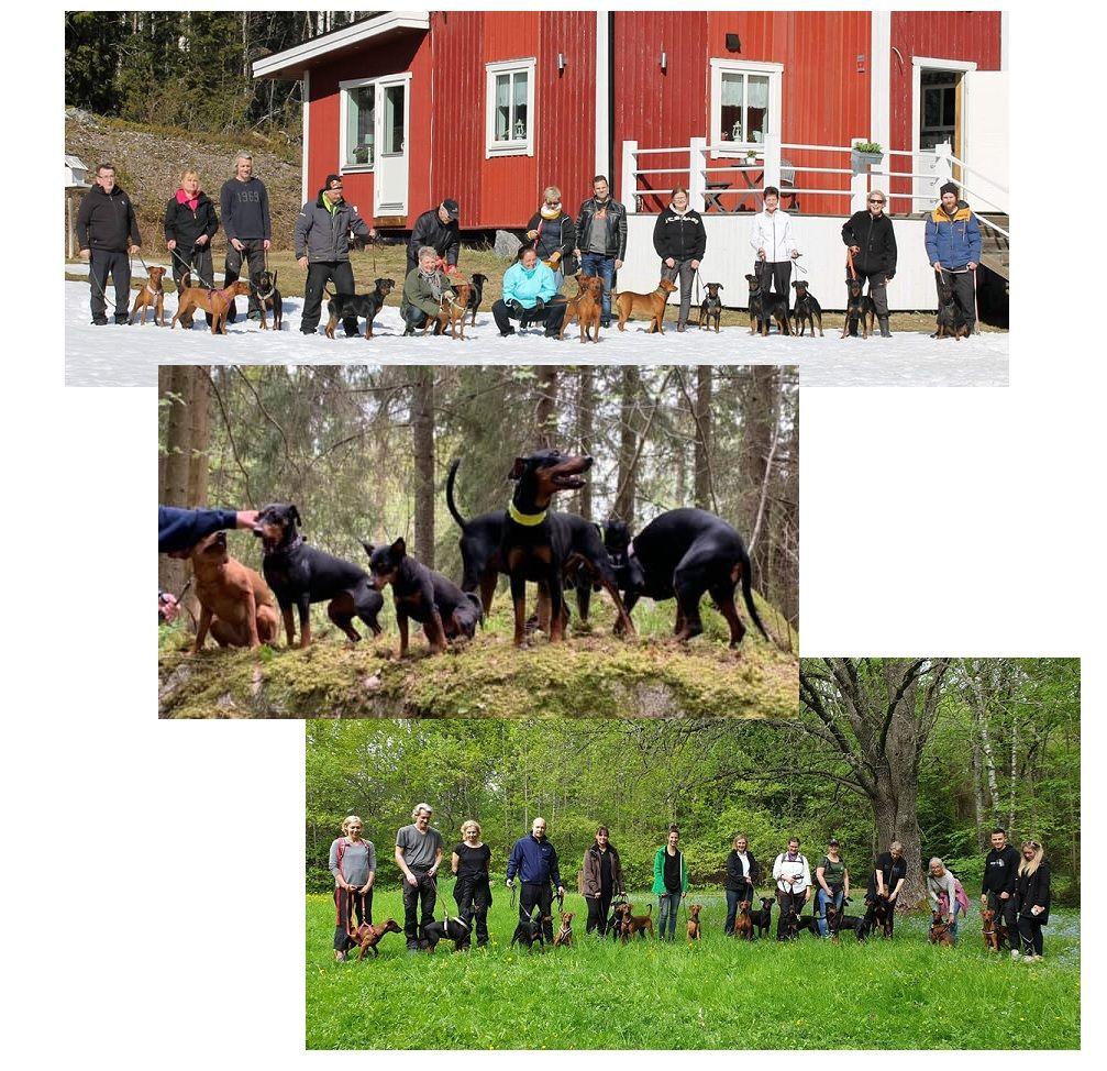 Härlig uppslutning på våra PINSCHERPROMENADER! Söderhamn 14/4, Västerås 12/5, Uppsala 12/5.
