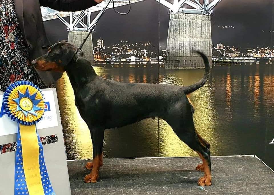 NYA TITLAR Här får hundar med nya titlar lite extra stjärnglans!
